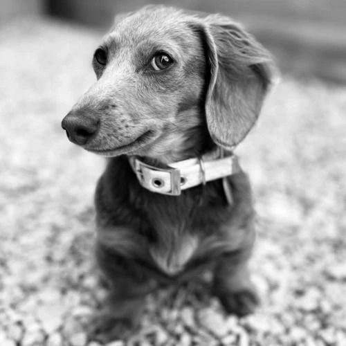 Lila